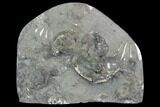 Polished Agatized/Pyritized Ammonite Fossil Slab - Germany #125416-1